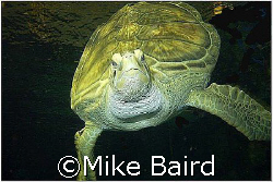 Nickel the turtle taken just off the shore of Lake Michig... by Mike Baird 